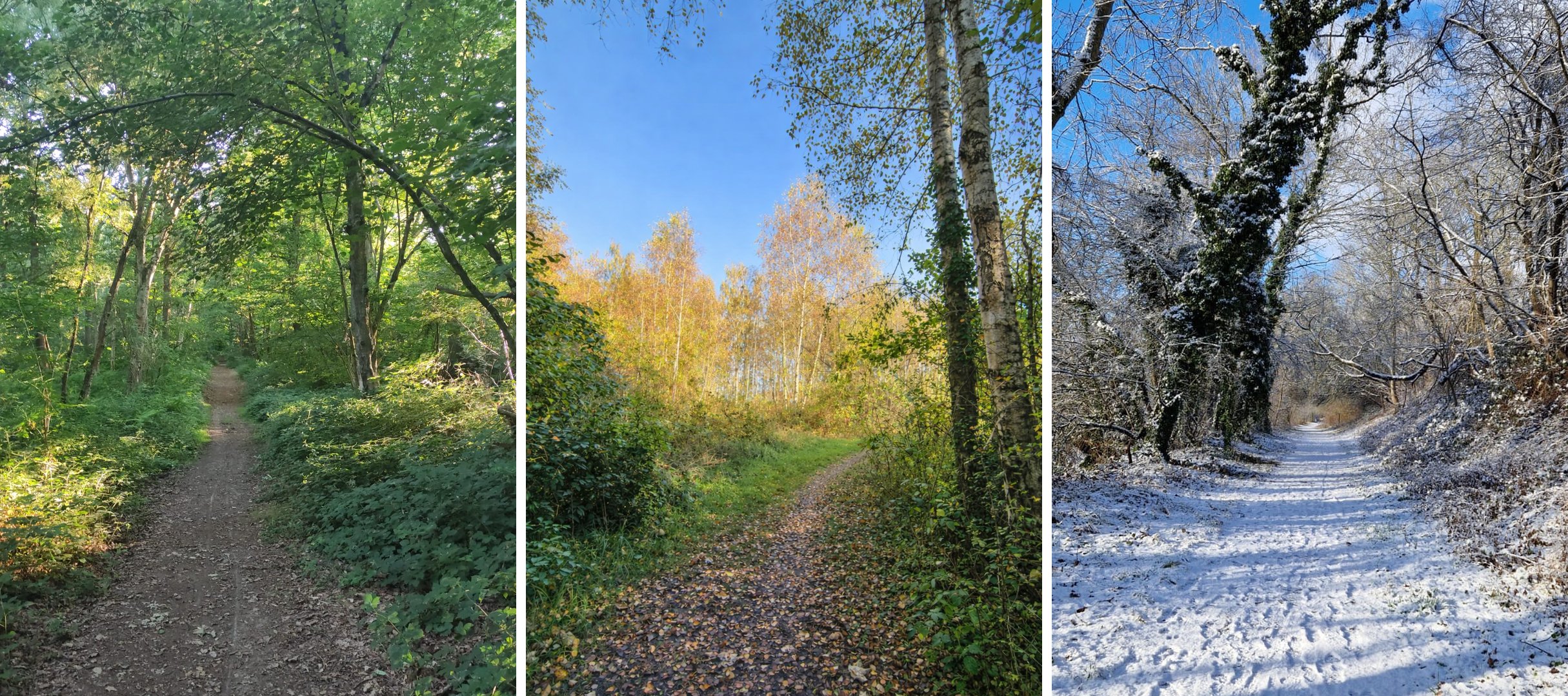 3 saisons de la forêt